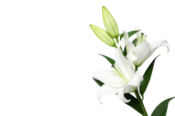 White Lilies
